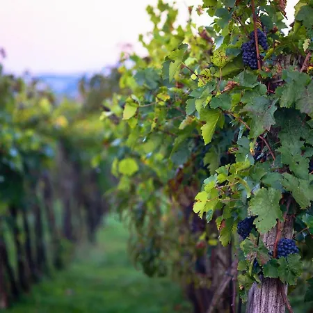 Hétvégi ház Chata Pod Vinicami Szelepcsény